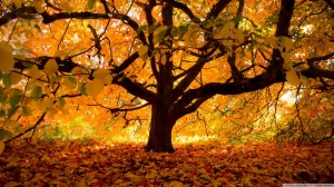 autumn colours under the tree-wallpaper-1600x900